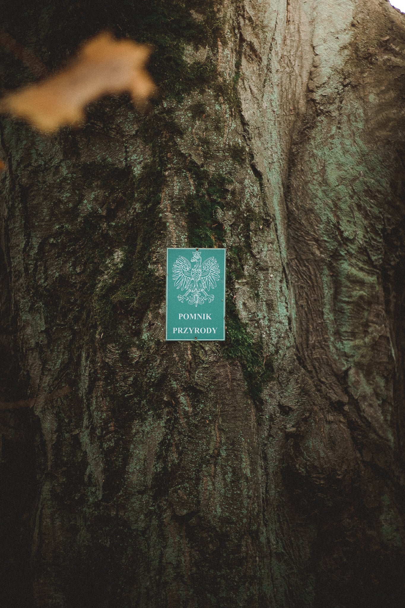 1000017201.jpg (560 KB)